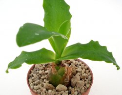 LEDEBOURIA concolor