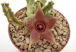 DUVALIANDRA dioscorides RH 1216