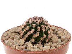 ECHINOCEREUS reicheinbachii f. brevispinus