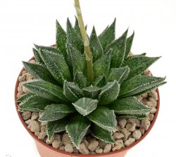 HAWORTHIA cv. Misty CC2267