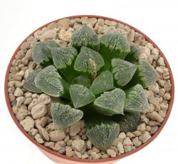 HAWORTHIA cv. Silver Bug F2