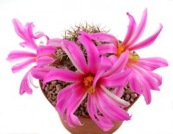 MAMMILLARIA schumannii var. globosa