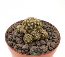 DISCOCACTUS bueneckeri