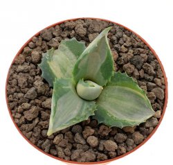 AGAVE isthmensis cv. Ohi Raijin