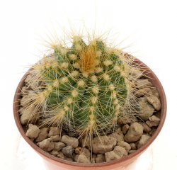 ERIOCACTUS magnificus