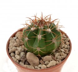 MELOCACTUS matanzanus