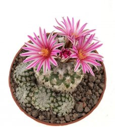 TURBINICARPUS x pulcherrimus