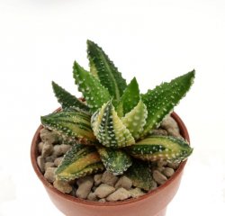 HAWORTHIA attenuata Tanba f. variegate