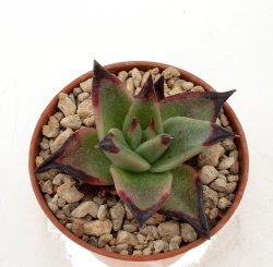 ECHEVERIA agavoides cv. Ebony