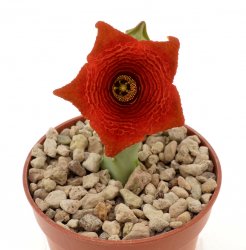 CARALLUMA socotrana