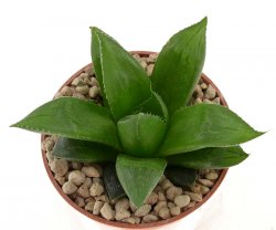 HAWORTHIA mirabilis