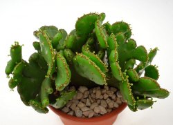 EUPHORBIA cedrorum f. cristate