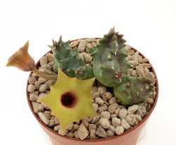 HUERNIA thuretii