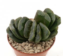 HAWORTHIA truncata x cooperi