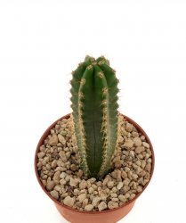 TRICHOCEREUS pachanoi (San Pedro)