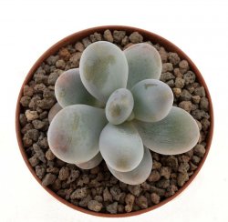 PACHYPHYTUM oviferum