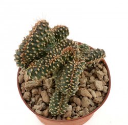 OPUNTIA fulgida f. monstrosa cristata