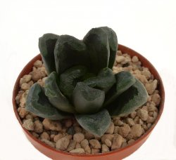 HAWORTHIA springbokvlakensis x truncata