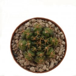 GYMNOCALYCIUM damsii var centrispinum