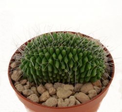 MAMMILLARIA spinosissima cv. Unopico f. cristate