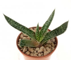 GASTERIA verrucosa