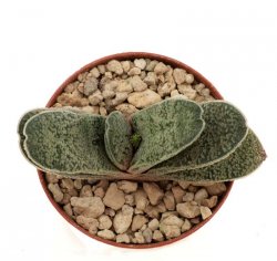 GASTERIA baylissiana ex Travnicek