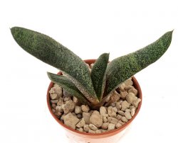 GASTERIA batesiana