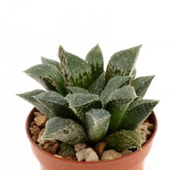 HAWORTHIA cv. Wonder ex Hoes