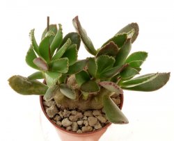 ADROMISCHUS schuldtianus spec. Kakamas