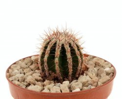 ECHINOPSIS cv. HAKUJO 