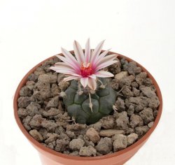 TURBINICARPUS bonatzii