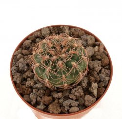 GYMNOCALYCIUM parvulum amoenum Tom 09-458/1