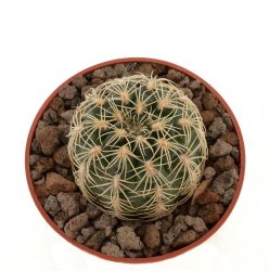 GYMNOCALYCIUM parvulum Tom 09-373/1