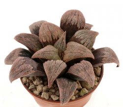 HAWORTHIA pygmaea cv. Pink Beauty