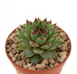 SEMPERVIVUM tectorum