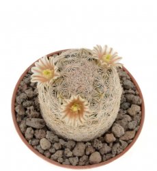 MAMMILLARIA denudata