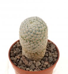 MAMMILLARIA herrerae var. albiflora