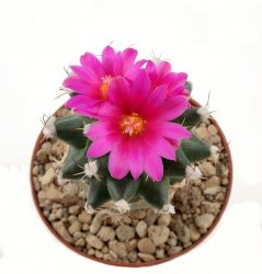 TURBINICARPUS nikolae