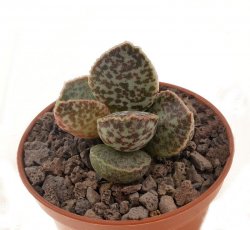 ADROMISCHUS cv. Bryan Makin