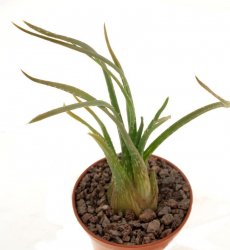 ALOE bowiea