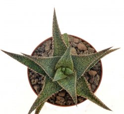 ALOE cv. Harry Butterfield