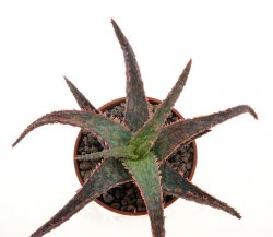 ALOE cv. RFG