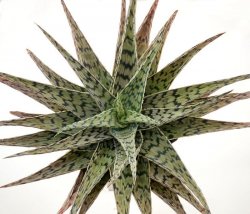 ALOE cv. Blizzard