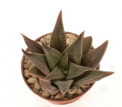 HAWORTHIA cv. Alligator Pair