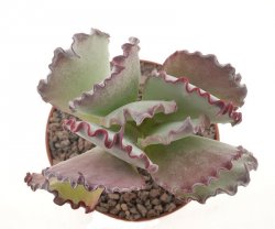 COTYLEDON undulata f. red edge