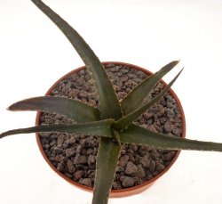 ALOE cv. Oscuro