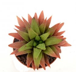 HAWORTHIA retusa x acuminata