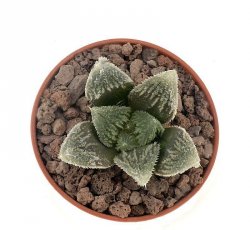 HAWORTHIA cv. Dickson White