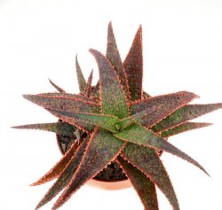 ALOE cv. Medium Well Done