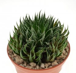 HAWORTHIA cv. Hilda Wilbur